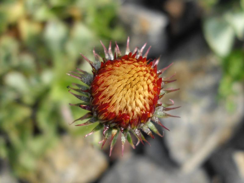 Haplopappus macrocephalus photo
